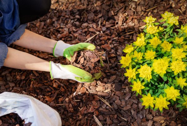 gardener mulching flower bed with pine tree bark mulch